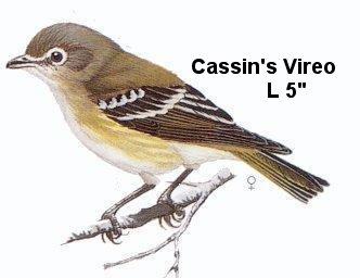 Cassin's Vireo