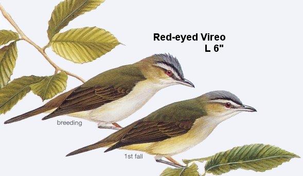 Red-eyed Vireo