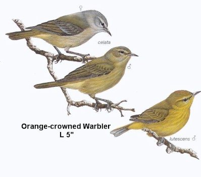 Orange-crowned Warbler