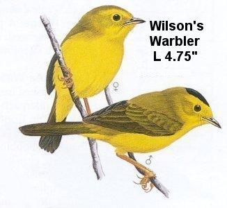 Wilson's Warbler