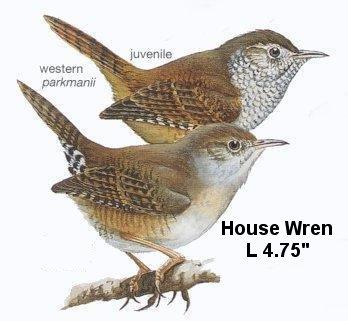 wren images