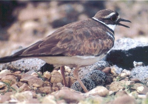 Killdeer