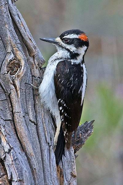 Harry Woodpecker