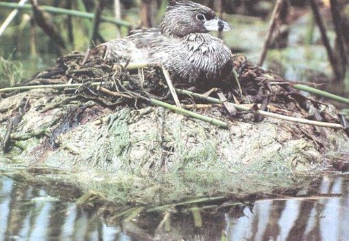 Pied-billed Grebe