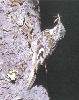 Brown Creeper