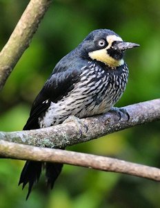 Female Acorn Woodpecker