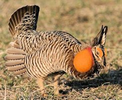 Greater Prairie Chicken 