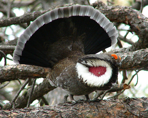 Blue Grouse 