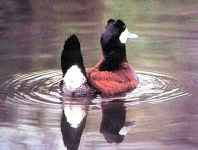 Ruddy Duck