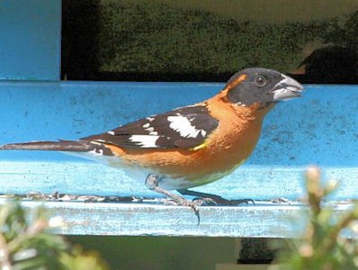 Black-Headed Grosbeak