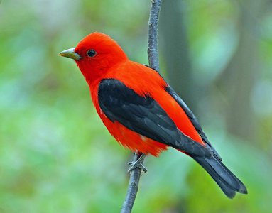 Scarlet Tanager 