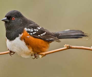 Spotted Towhee