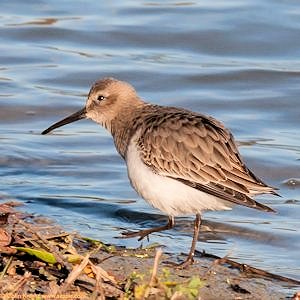 Buff-breasted Sandpiper