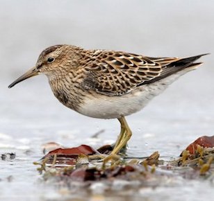 Pectoral Sandpiper