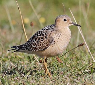 Buff-breasted Sandpiper