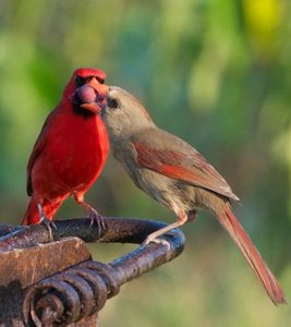 Cardinal Bird Flight on Bird Courtship Feeding