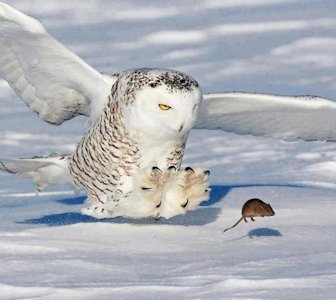 Snowy Owl