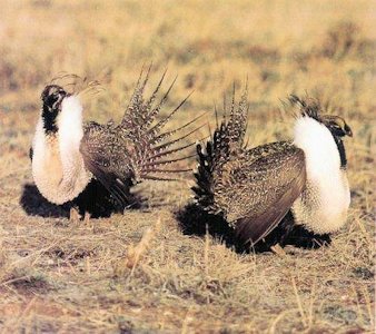 Sage Grouse