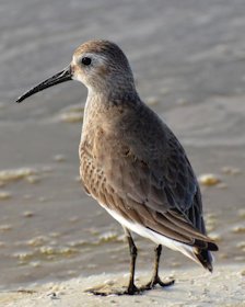 Dunlin