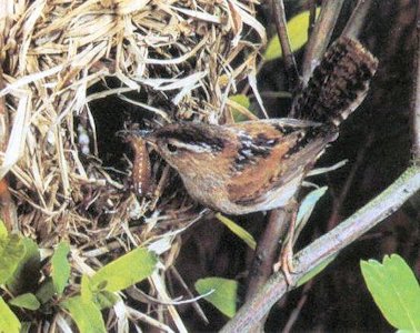 Marsh Wren