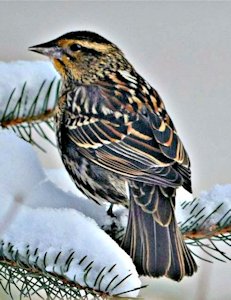 Female Red-winged Blackbird