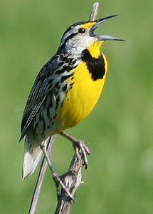 Eastern Meadowlark