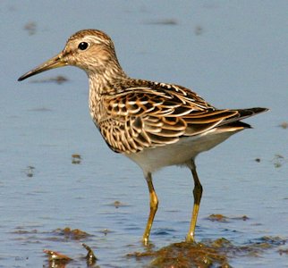 Pectoral Sandpiper