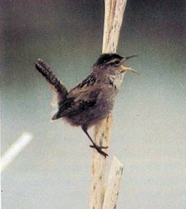 Male Marsh Wren