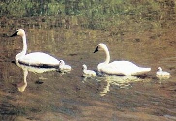 Trumpeter Swan