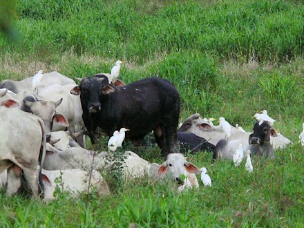 Cattle Egret