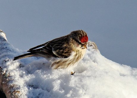 Common Redpoll