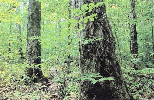 Eastern Deciduous Forest