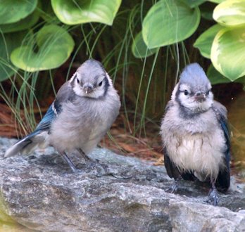 Blue Jay Fledgings