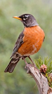 American Robin