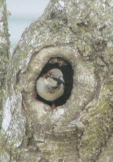 House Sparrow