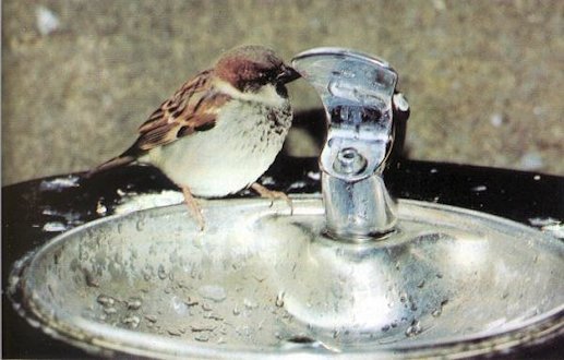 House Sparrow