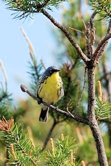 Bird Habitats