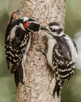 Downy Woodpecker