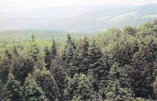 ecology-northern-coniferous.jpg