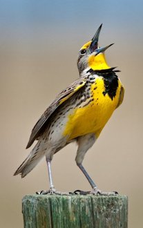 Eastern Meadowlark