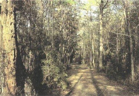 Southeastern Coniferous Forest