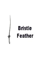 Bristle Feather