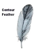 Contour Feather