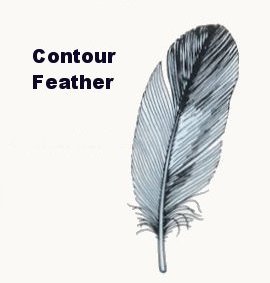 Types Of Bird Feathers Chart