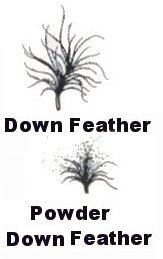 Down and Powder Down Bird Feathers