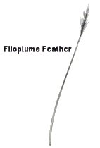 Filoplume Feather
