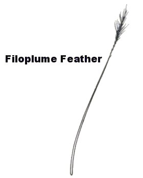 Filoplume Bird Feathers