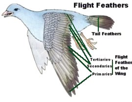 types of down feathers