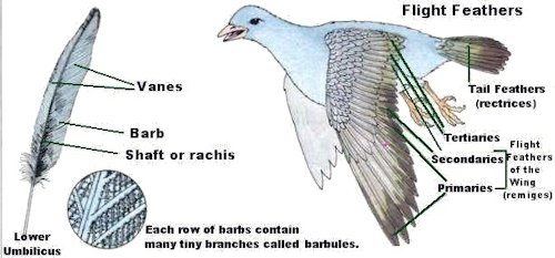 Bird Wing Feathers