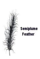 Semiplume Feather